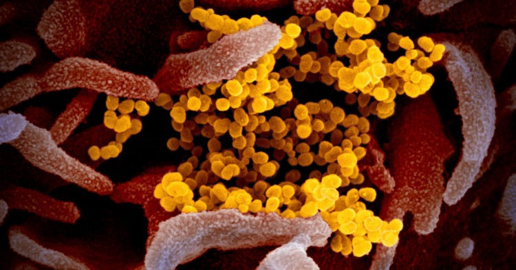 Coronavirus