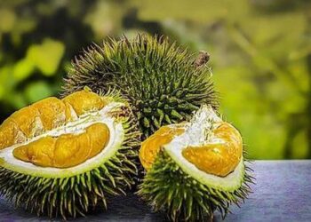 Foul smell from package stirs panic at German postoffice, cops find Durian fruit inside