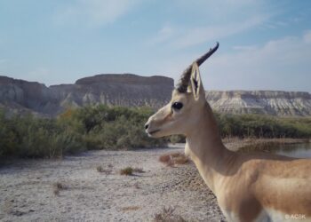 Kazakh Association for Biodiversity Conservation Launches Project to Protect Goitered Gazelles