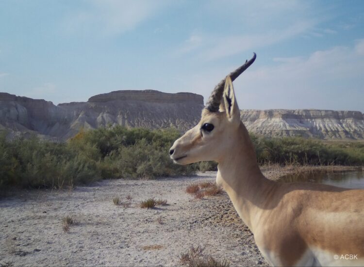 Kazakh Association for Biodiversity Conservation Launches Project to Protect Goitered Gazelles