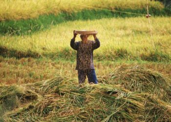 The greatest archipelago: What is the future of Indonesia?