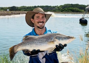 Australian fish farmers seek exclusive use of the name ‘barramundi’