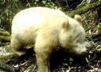 World’s only all-white panda resurfaces in China’s Sichuan province with new gilded look, East Asia News & Top Stories