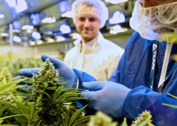 Weed stocks tank, giving up premarket gains, as Reddit trade loses momentum