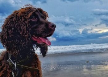 Meet Bailey, the first wildlife detection dog in Indonesia