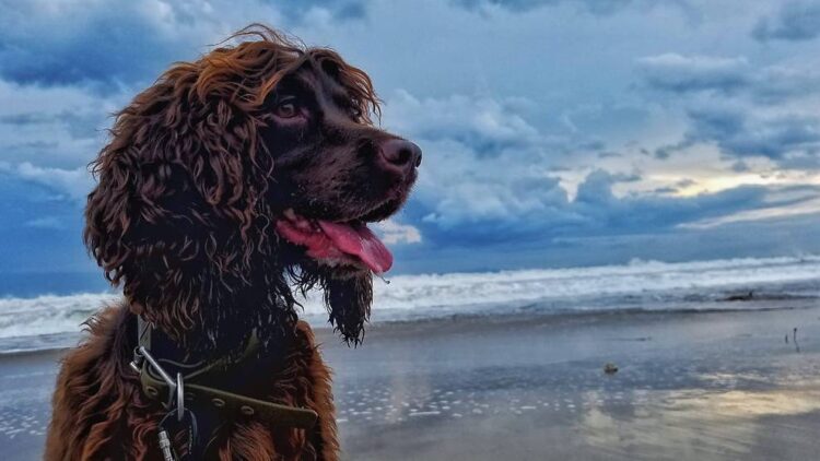 Meet Bailey, the first wildlife detection dog in Indonesia