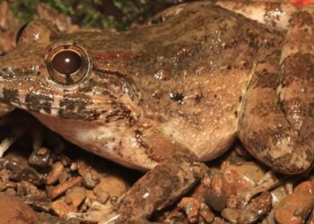 Meet the freaky fanged frog from the Philippines