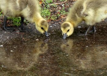 Top six uplifting stories from the week