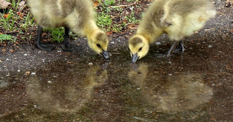 Top six uplifting stories from the week