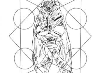 Grab your headphones— the cicadas are coming