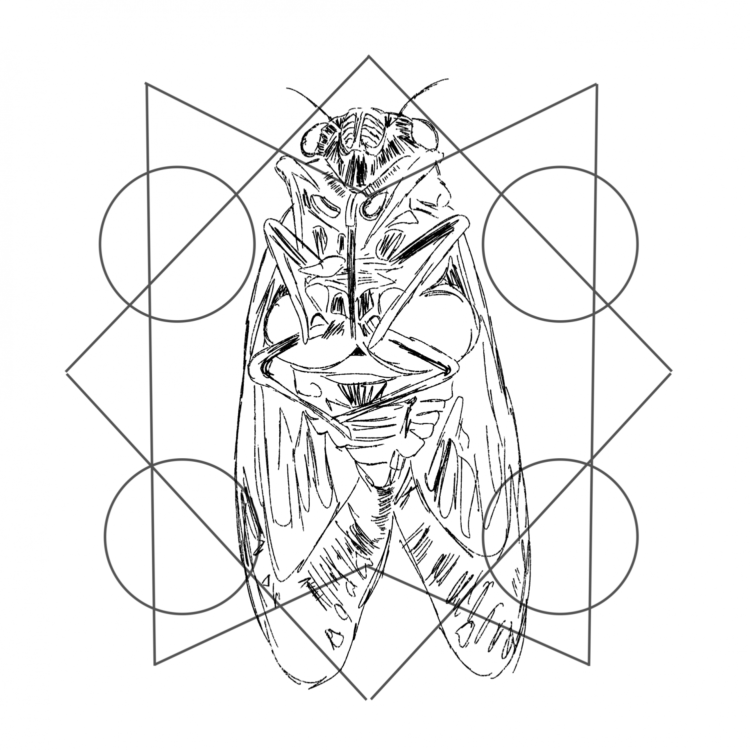 Grab your headphones— the cicadas are coming