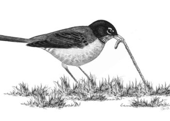 birdwatchers general store ask the bird folks column