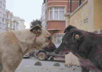 Stray animals star in Turkey’s dog-meet-dog world, Entertainment News & Top Stories