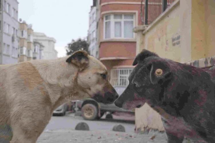 Stray animals star in Turkey’s dog-meet-dog world, Entertainment News & Top Stories