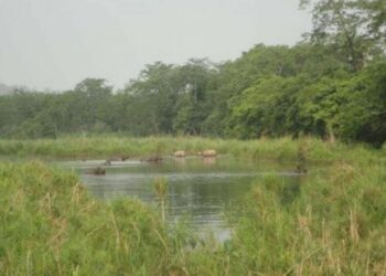 As temperatures rise, ‘aliens’ threaten Nepal’s oldest national park, South Asia News & Top Stories