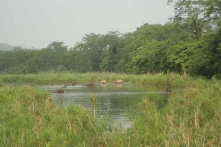 As temperatures rise, ‘aliens’ threaten Nepal’s oldest national park, South Asia News & Top Stories