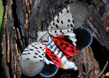 For States Dealing With the Spotted Lanternfly, the Policy Is No Mercy
