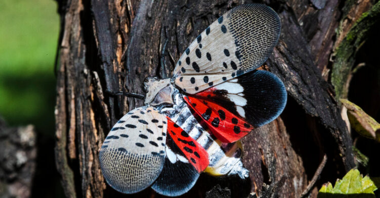 For States Dealing With the Spotted Lanternfly, the Policy Is No Mercy