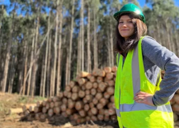 Worth more than woodchips? Finding another future for Tasmania’s eucalyptus nitens