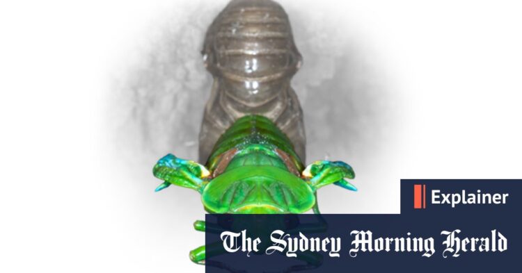 Why do cicadas make noise at dusk?