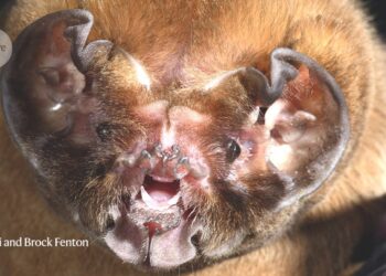 Ear anatomy traces a family tree for bats