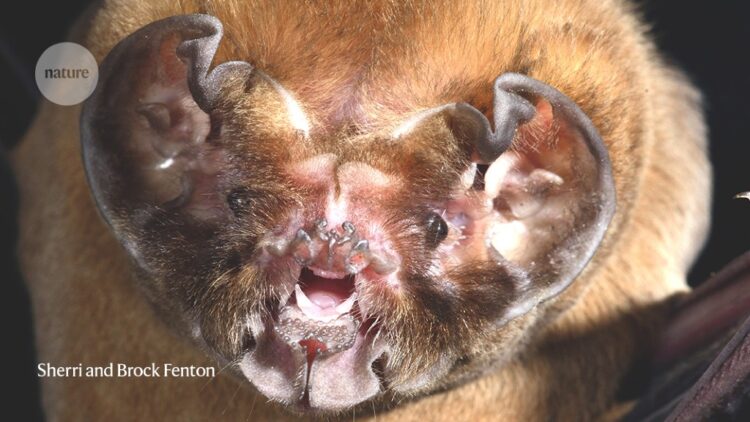 Ear anatomy traces a family tree for bats