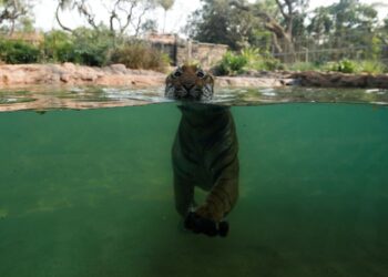 As Cheetahs Come Back to India, Spot, Prowl & Swim With Some Other Famous Wild Cats