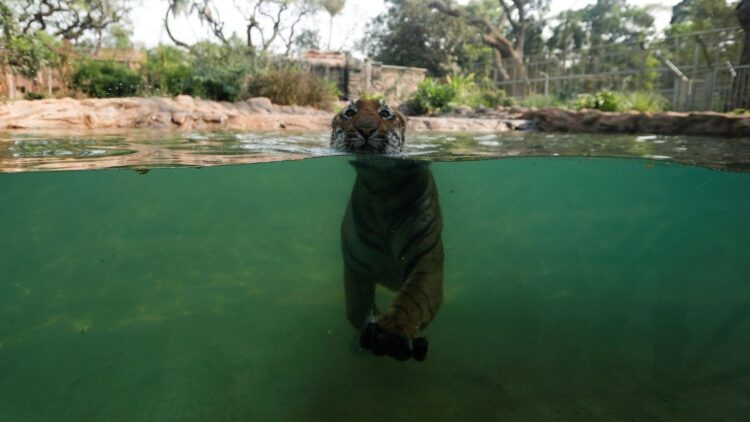 As Cheetahs Come Back to India, Spot, Prowl & Swim With Some Other Famous Wild Cats