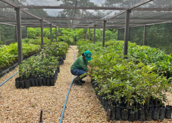 Reforesting the Amazon with the Miyawaki method