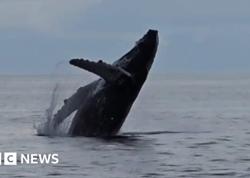 Donegal humpback whale sighting like ‘lottery win’