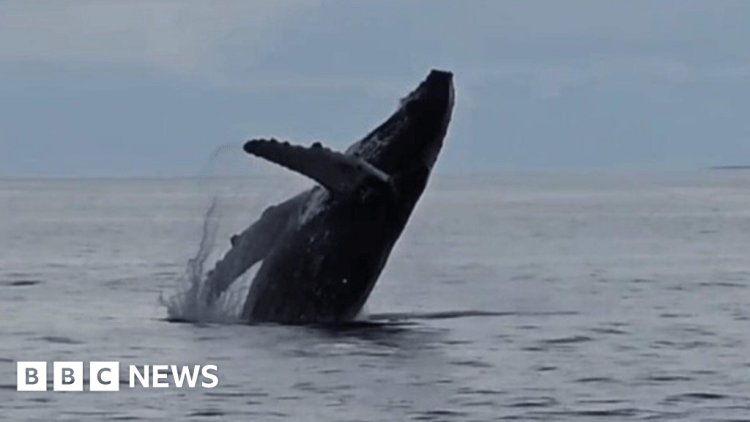 Donegal humpback whale sighting like ‘lottery win’