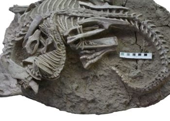 Dramatic fossil shows pugnacious mammal attacking a dinosaur