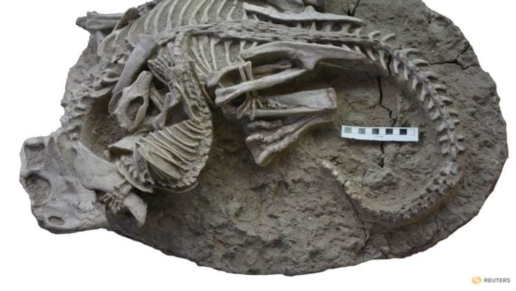 Dramatic fossil shows pugnacious mammal attacking a dinosaur