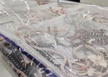 Man in China caught smuggling 100 live snakes in his trousers