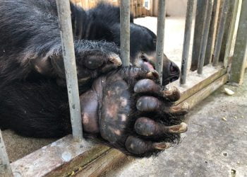 Celebrities and Animals Asia Urge UK Government to Strengthen Animal Welfare Laws – One Green Planet