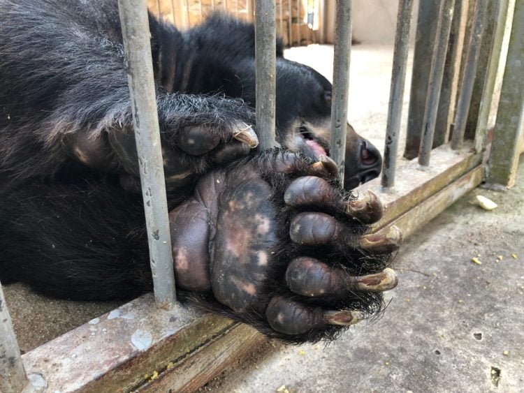 Celebrities and Animals Asia Urge UK Government to Strengthen Animal Welfare Laws – One Green Planet